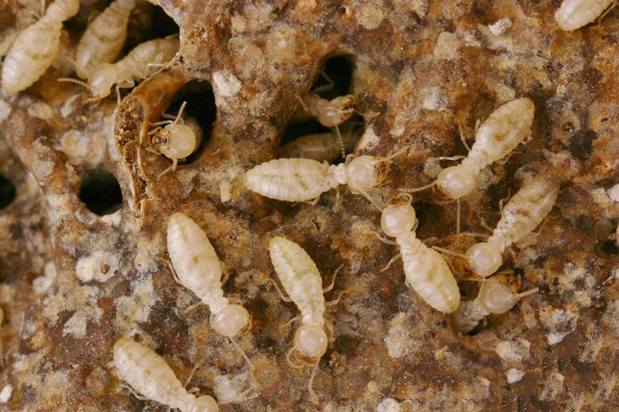 Cách diệt mối trong tường nhà