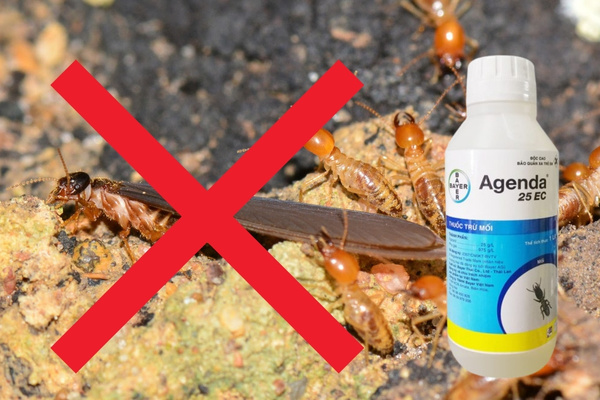Thuốc diệt mối Agenda 25EC được nhiều người tin dùng nhờ khả năng xử lý mối hiệu quả