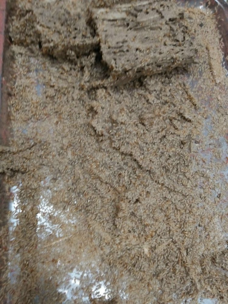 Mối sau khi được xử lý