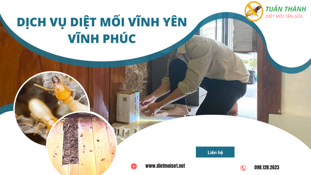 Dịch vụ diệt mối Vĩnh Yên Vĩnh Phúc