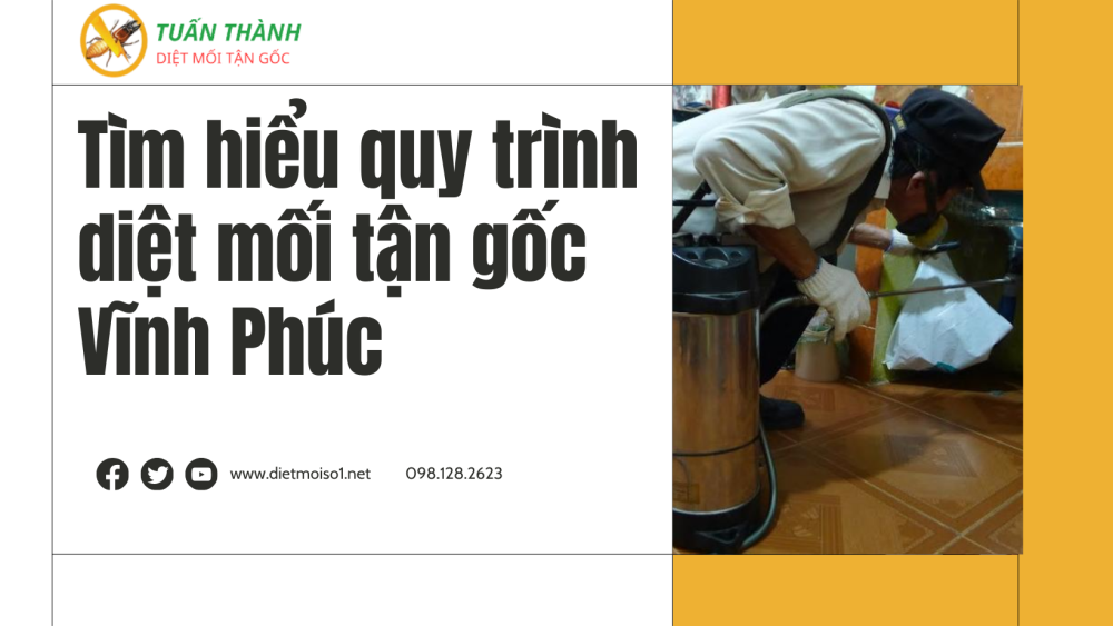 Tìm hiểu quy trình diệt mối tận gốc Vĩnh Phúc