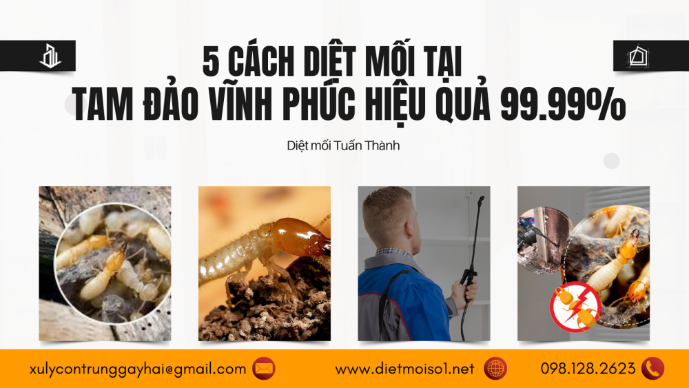 5 Cách diệt mối tại Tam Đảo Vĩnh Phúc hiệu quả 99.99%