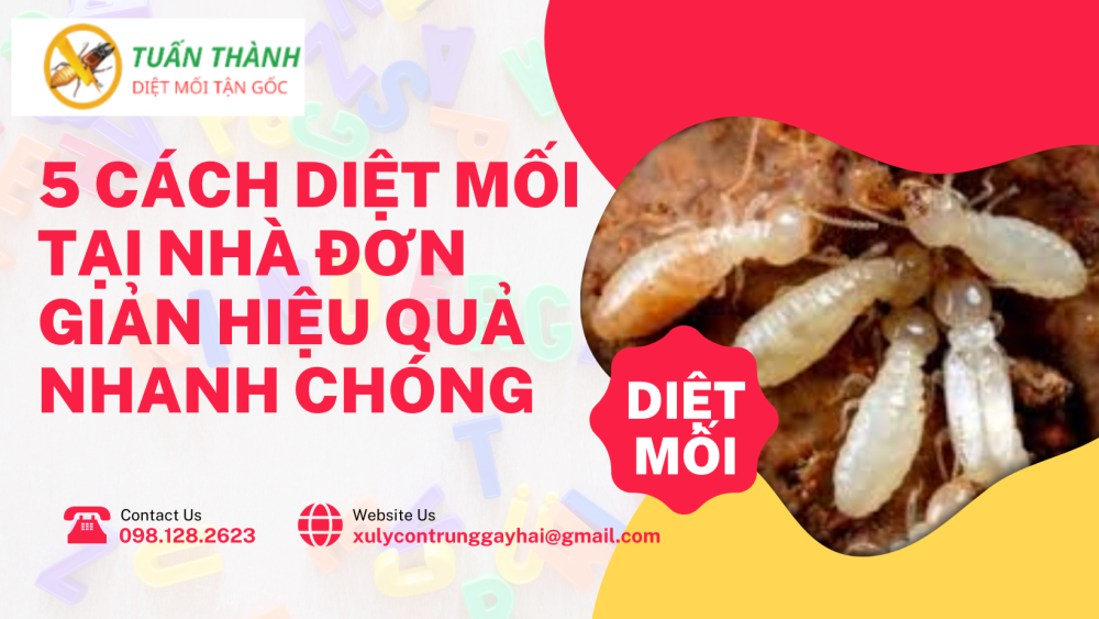 5 Cách diệt mối tại nhà đơn giản hiệu quả nhanh chóng