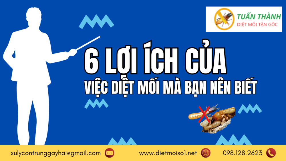 6 lợi ích của việc diệt mối mà bạn nên biết