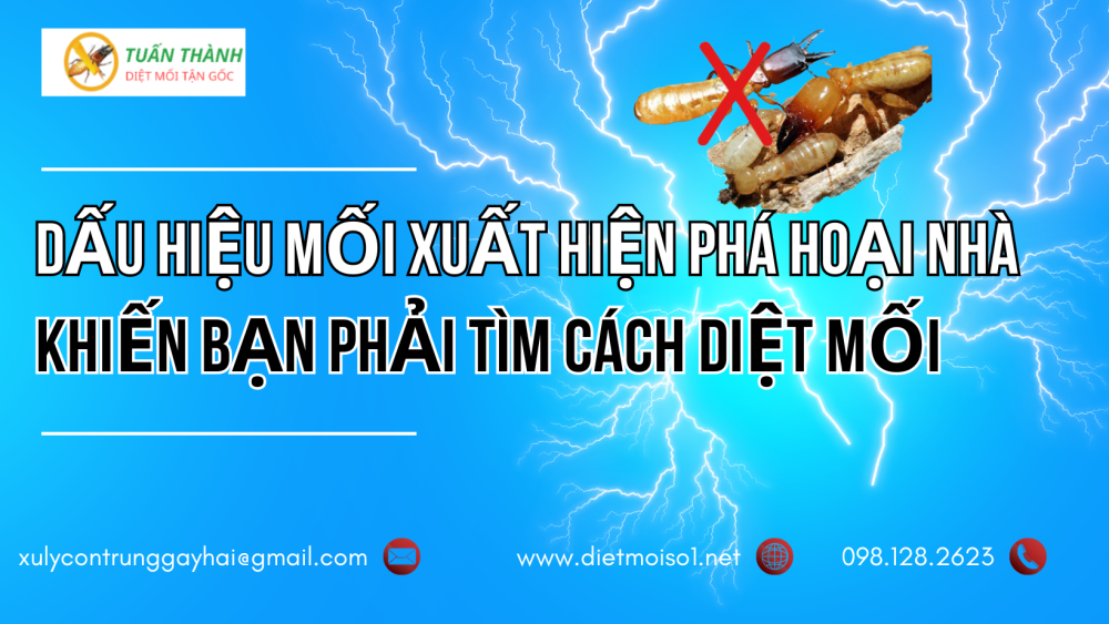 Dấu hiệu mối xuất hiện phá hoại nhà khiến bạn phải tìm cách diệt mối