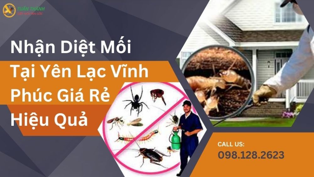 Diệt Mối Tại Yên Lạc Vĩnh Phúc