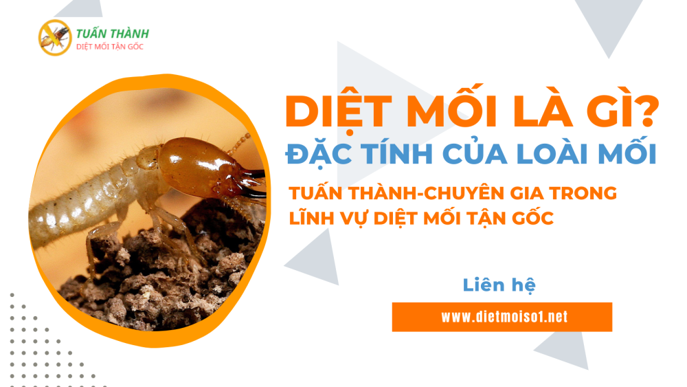 Diệt mối là gì Đặc tính của loài mối