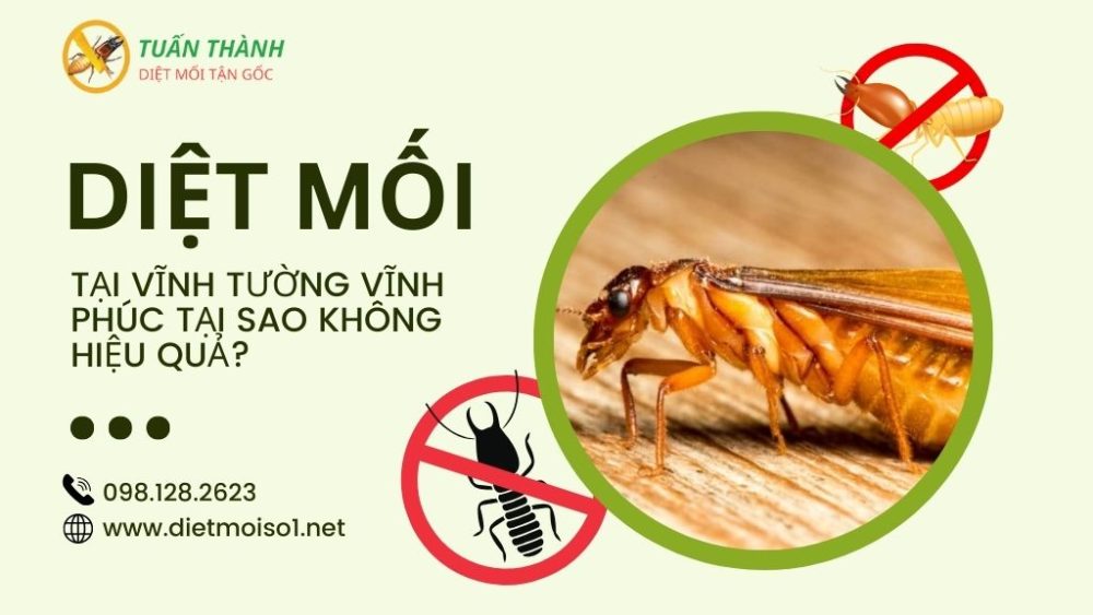 Diệt mối tại Vĩnh Tường Vĩnh Phúc
