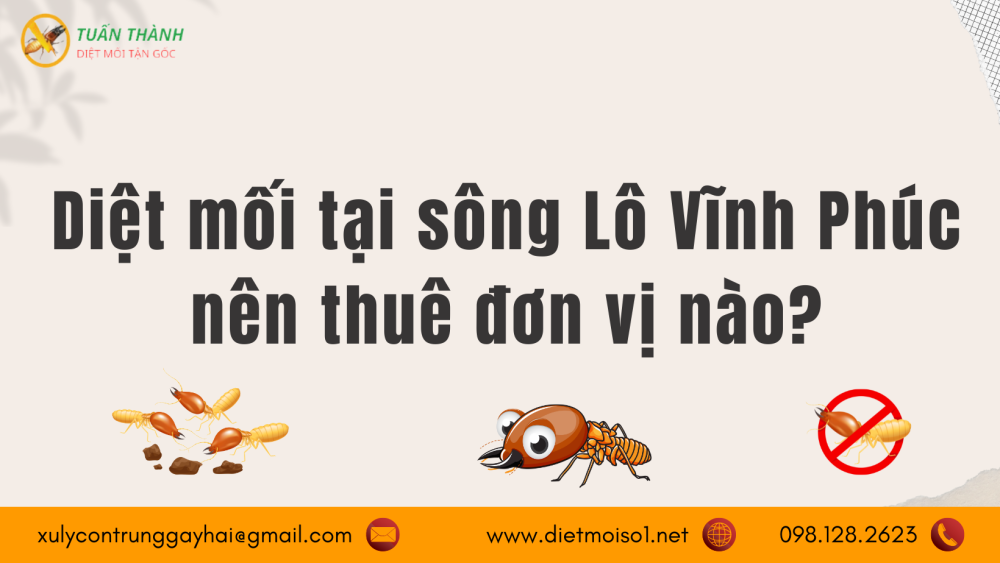 Diệt mối tại sông Lô Vĩnh Phúc nên thuê đơn vị nào