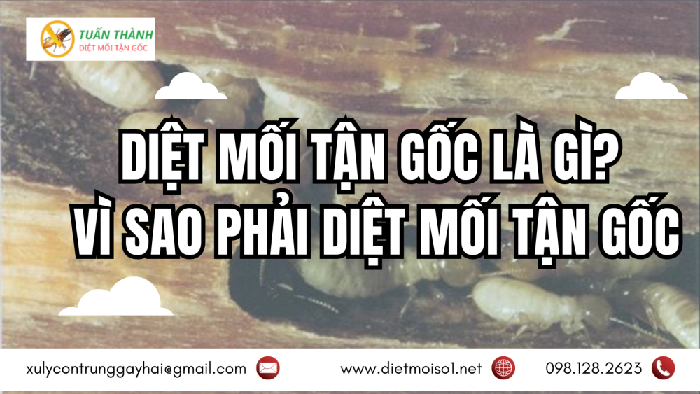 Diệt mối tận gốc là gì Vì sao phải diệt mối tận gốc
