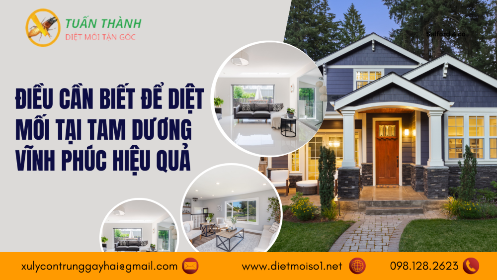 Điều cần biết để diệt mối tại Tam Dương Vĩnh Phúc hiệu quả