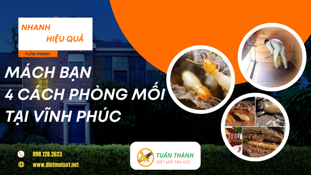 Mách bạn 4 cách phòng mối tại vĩnh Phúc nhanh hiệu quả