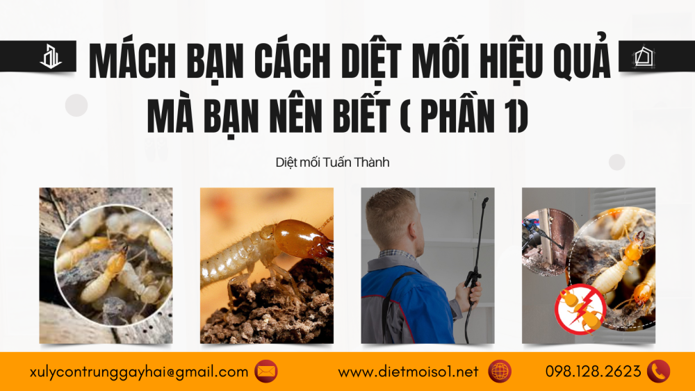 Mách bạn cách diệt mối hiệu quả mà bạn nên biết ( Phần 1)