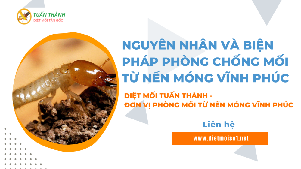 Nguyên nhân và biện pháp phòng chống mối từ nền móng Vĩnh Phúc