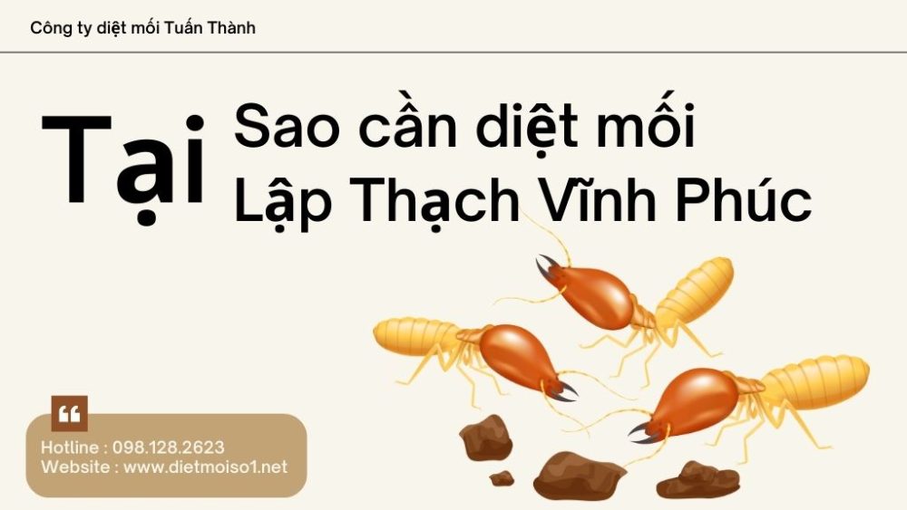 Tại sao cần diệt mối tại Lập Thạch Vĩnh Phúc