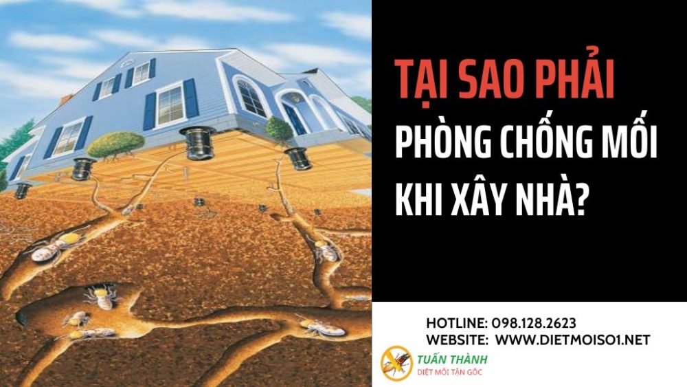Tại sao phải phòng chống mối khi xây nhà?