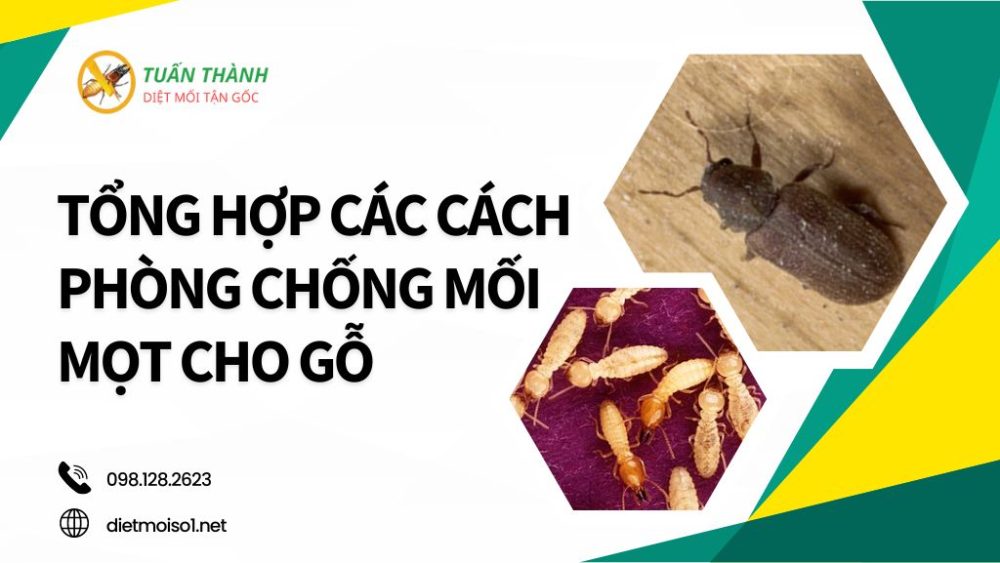Tổng hợp các cách phòng chống mối mọt cho gỗ