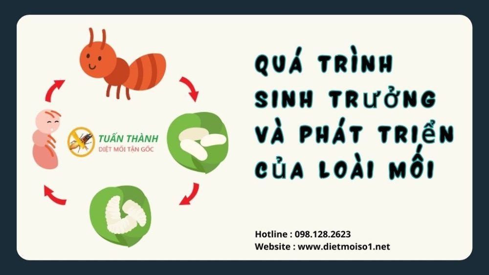 Quá trình sinh trưởng và phát triển của loài mối