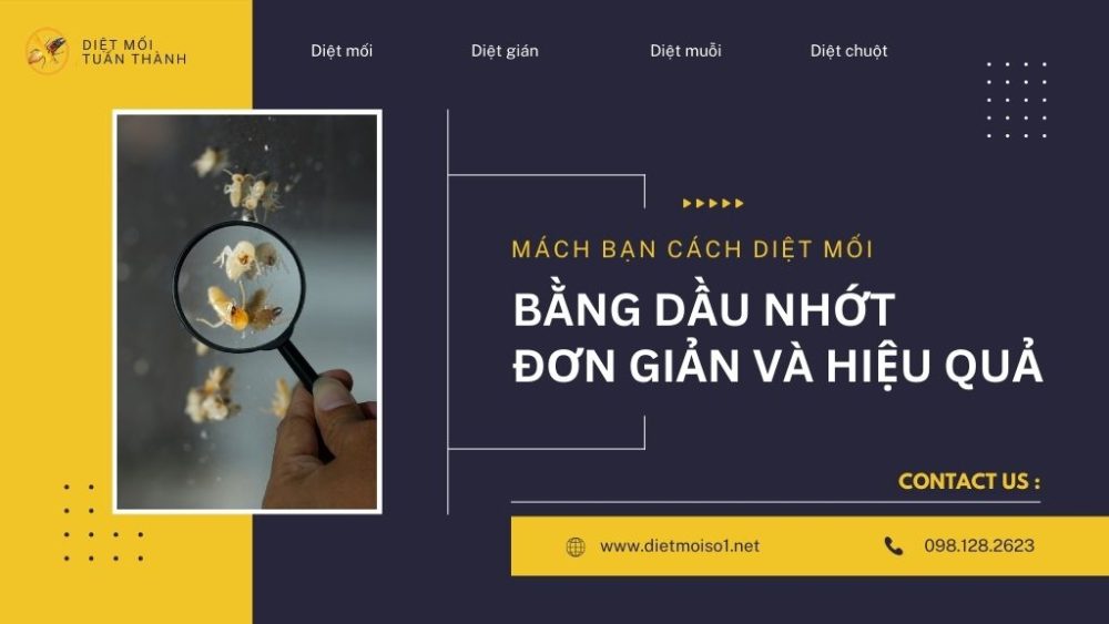 Mách bạn cách diệt mối bằng dầu nhớt đơn giản và hiệu quả