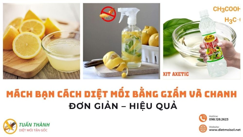 Mách bạn cách diệt mối bằng giấm và chanh đơn giản – hiệu quả