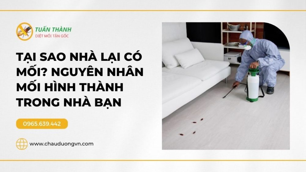 Tại sao nhà lại có mối? Nguyên nhân mối hình thành trong nhà bạn