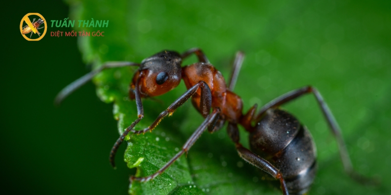 Trẻ em bị kiến ba khoang đốt nên làm gì?