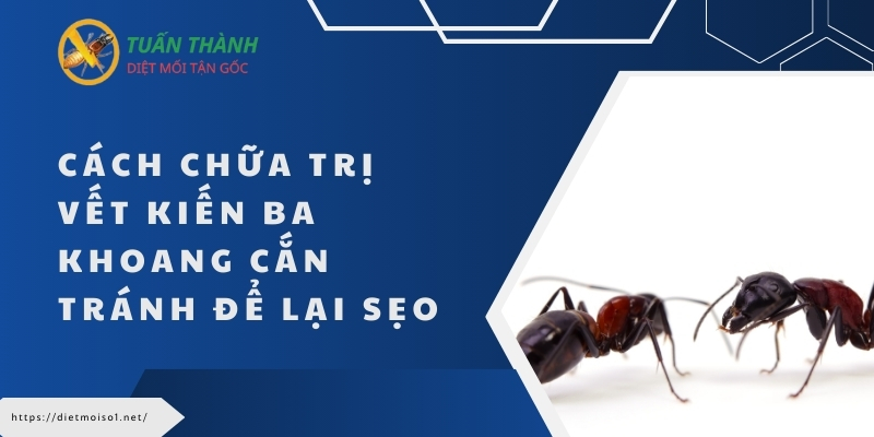 Cách chữa trị vết kiến ba khoang cắn