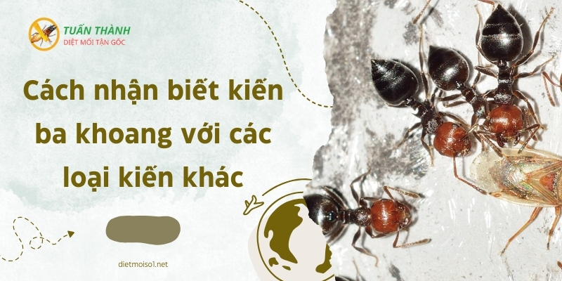 Cách nhận biết kiến ba khoang