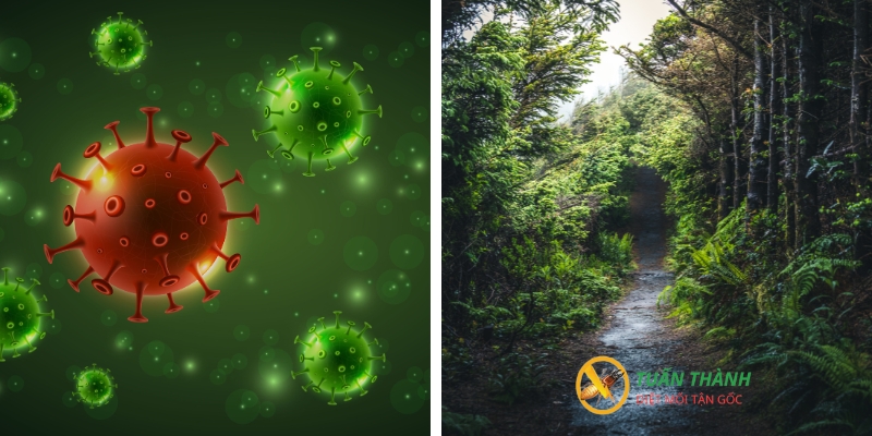 CÁch sử dụng thuốc diệt mối cho cây trồng hiệu quả