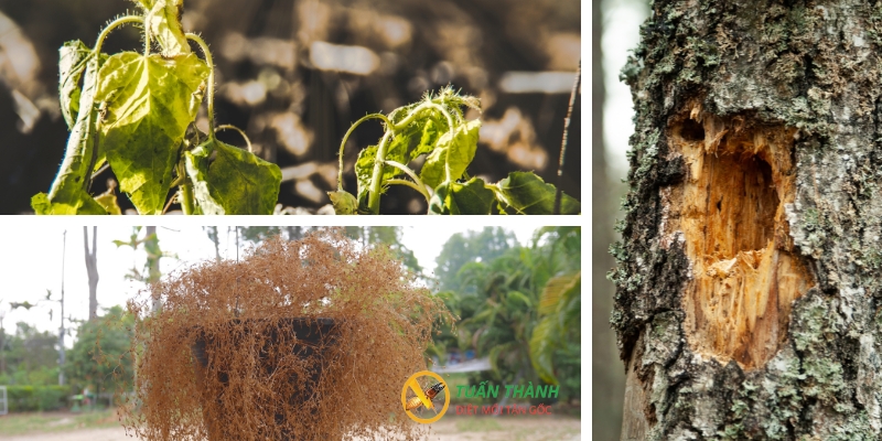 CÁch sử dụng thuốc diệt mối cho cây trồng hiệu quả