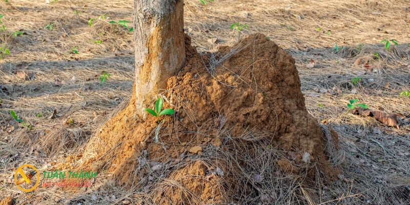 CÁch sử dụng thuốc diệt mối cho cây trồng hiệu quả