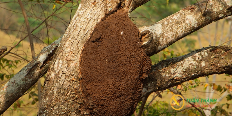 CÁch sử dụng thuốc diệt mối cho cây trồng hiệu quả