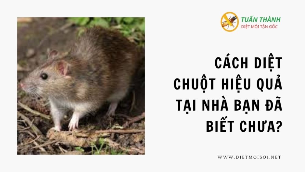 Cách diệt chuột hiệu quả tại nhà bạn đã biết chưa?
