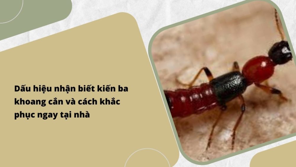 Dấu hiệu nhận biết kiến ba khoang cắn và cách khắc phục ngay tại nhà