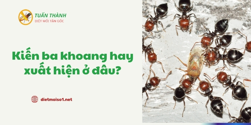 Kiến ba khoang xuất hiện ở đâu