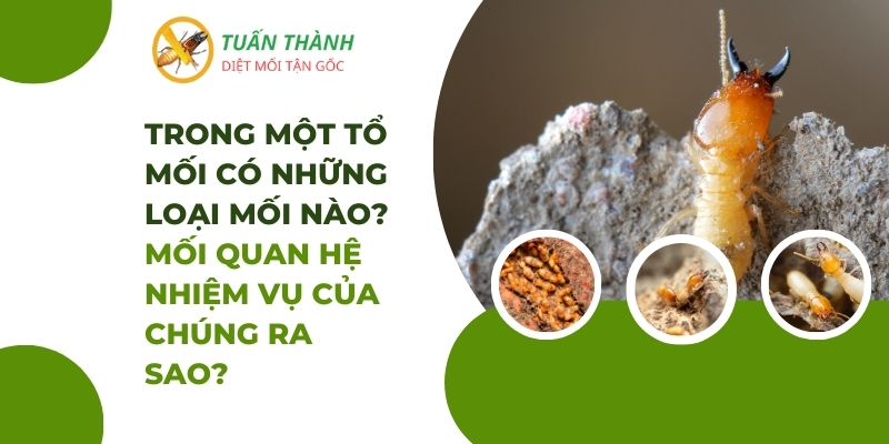 Các loại mối thường gặp