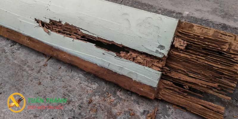 tác hại của mối đối với công trình