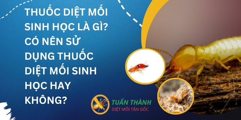 Thuốc diệt mối sinh học là gì? Có nên sử dụng thuốc diệt mối sinh học hay không?