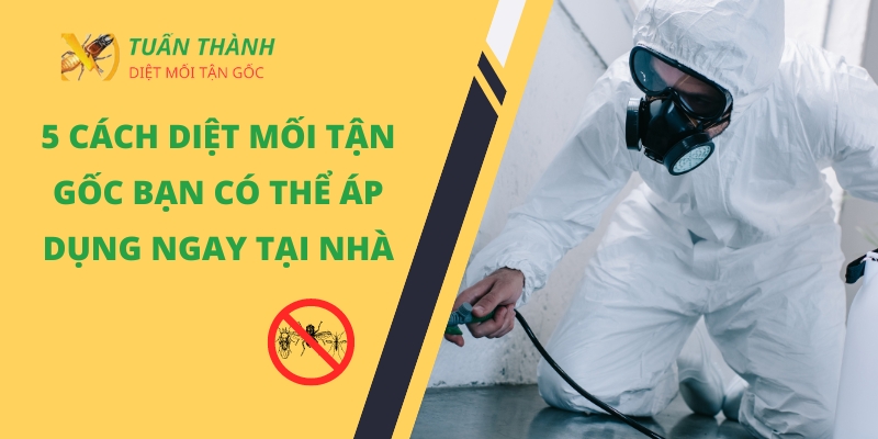 Diệt mối tận gốc tại nhà