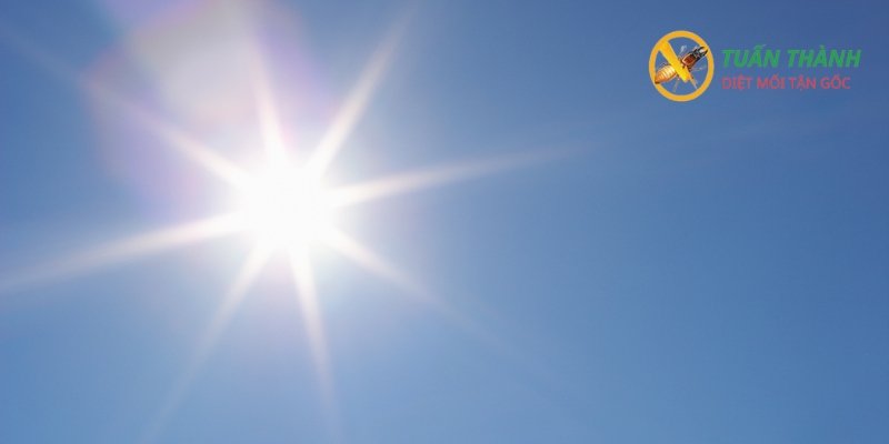diệt mối tận gốc