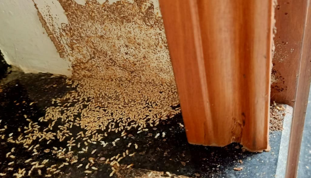 Dịch vụ diệt mối tại Thanh Sơn