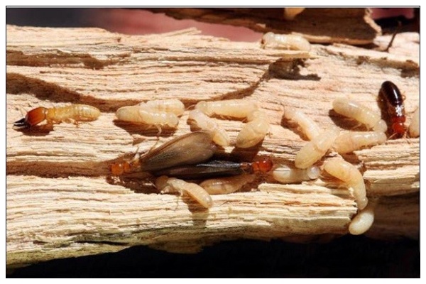 Mối gỗ khô (Drywood Termite) sinh sống chủ yếu trong các thân gỗ khô