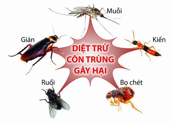 Dịch vụ diệt côn trùng giúp duy trì cuộc sống trong lành, sạch khuẩn