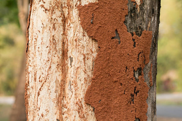 Hướng dẫn cách diệt mối ăn cây trồng hiệu quả, dễ thực hiện