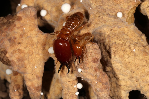 Mối đất Coptotermes phá hoại rễ cây trồng