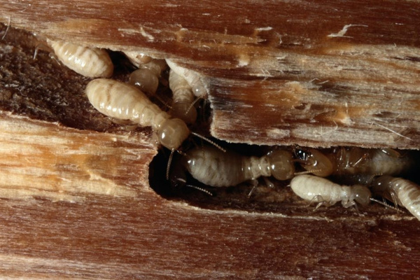 Nhóm mối gỗ ẩm