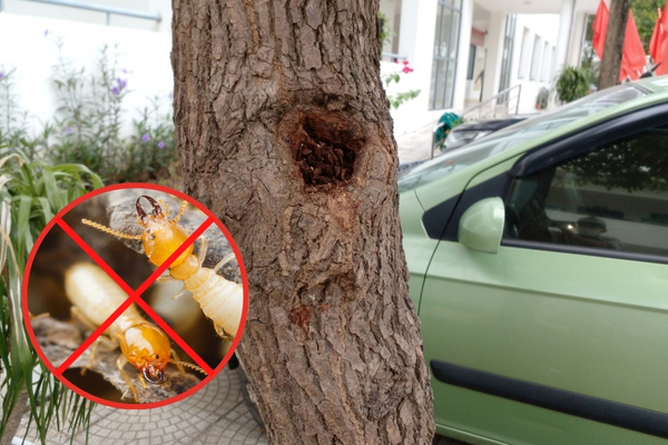 Khoan vào vị trí thân cây và ép thuốc diệt mối