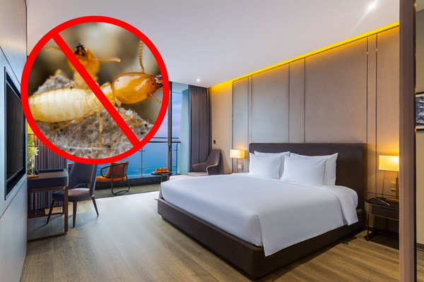 Diệt mối khách sạn là giải pháp cấp thiết để bảo vệ tài sản và duy trì chất lượng dịch vụ 