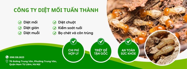 Diệt Mối Tuấn Thành cam kết loại bỏ mối tận gốc, bảo hành rõ ràng và báo giá minh bạch