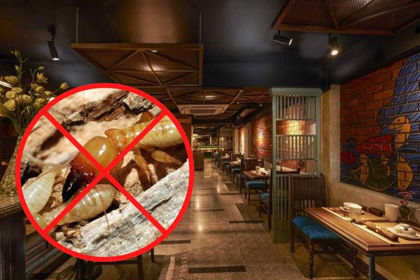 Diệt mối cho nhà hàng là yêu cầu bắt buộc trong ngành F&B